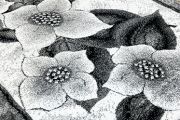 pyteka